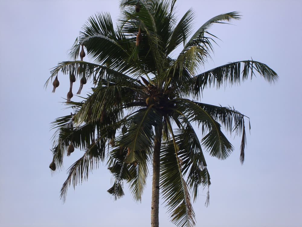 Coconut (Nariyal) Tree (Cocos nucifera): Where It Grows in India and How to Plant It