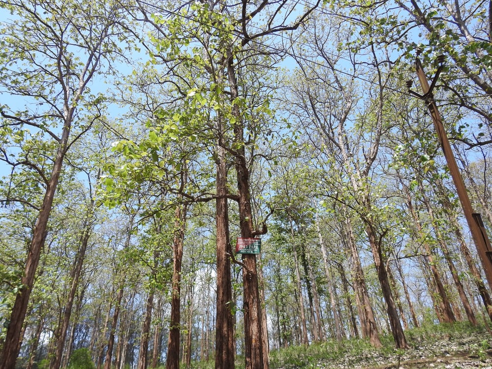 Sagwan (Teak) Tree (Tectona grandis): Where It Grows in India and How to Plant It