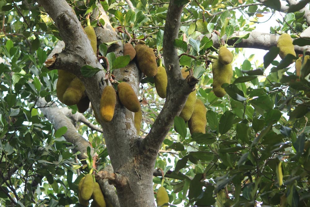 कटहल का पेड़ (Artocarpus heterophyllus): भारत में कहाँ उगता है और इसे कैसे लगाएं