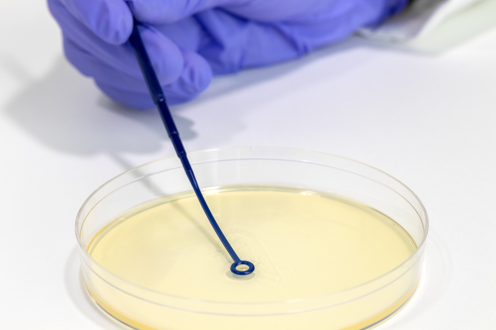 Gloved hand holding plastic, dark blue, rigid inoculation loop to streak sample in a laboratory agar plate/Petri dish.