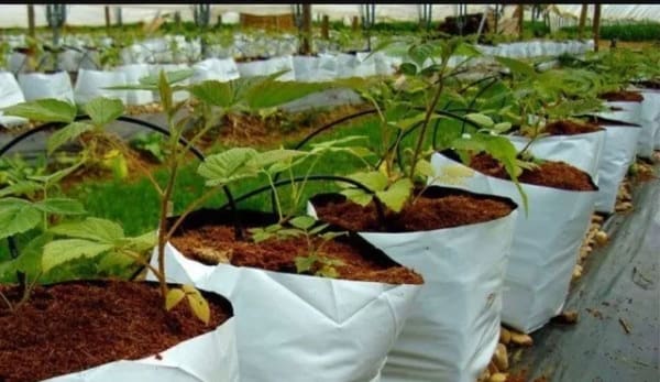 SAT Green Agro incorporated
