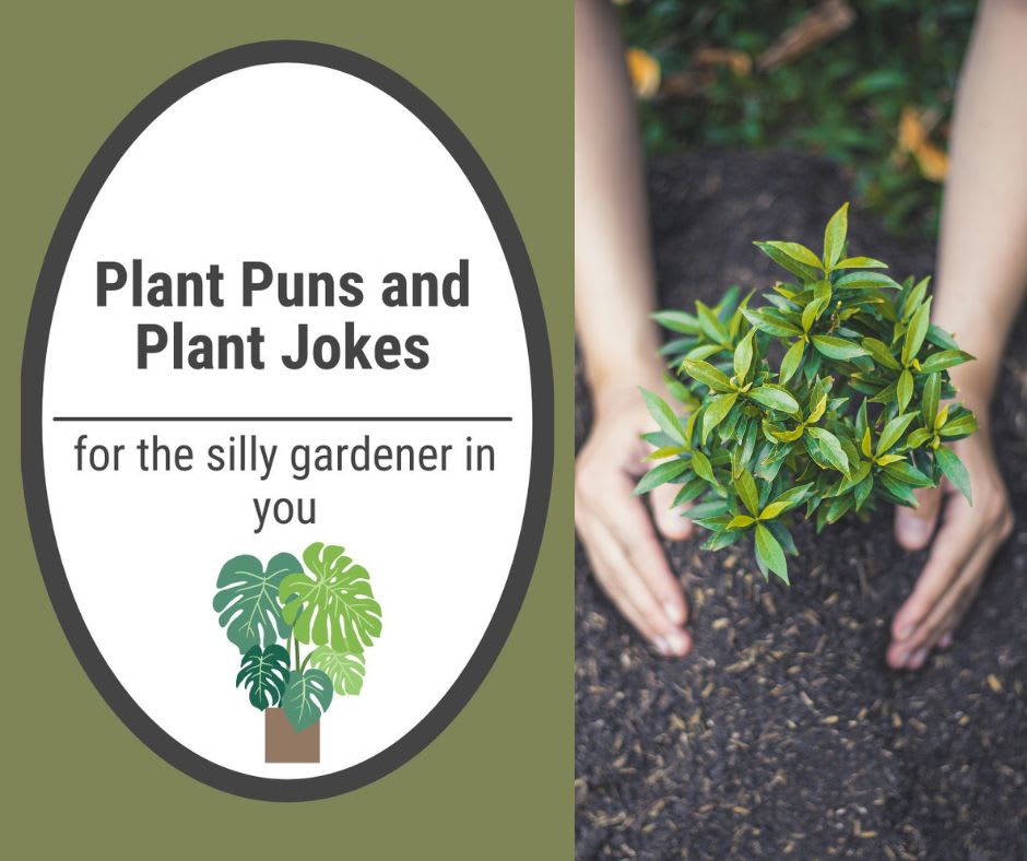 Plant Puns and Jokes Plant Puns and Jokes