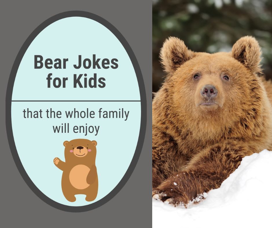 Bear Jokes Bear Jokes