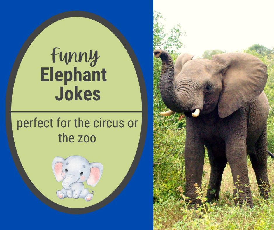 Elephant Jokes Elephant Jokes