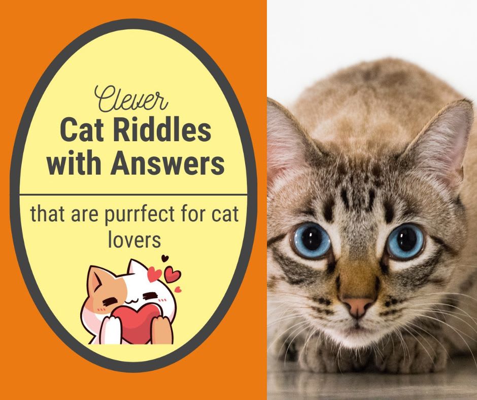 Cat Riddles Cat Riddles
