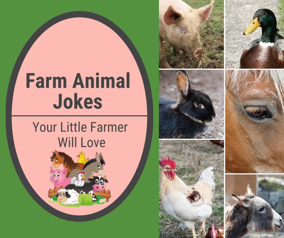 Farm Animal Jokes Farm Animal Jokes