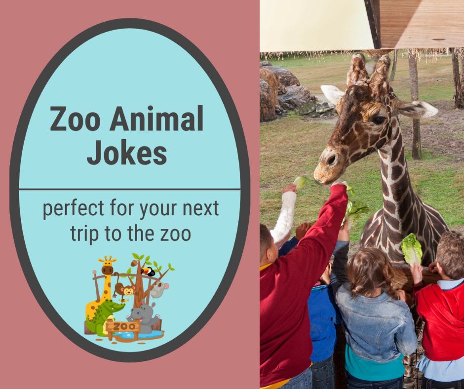 Zoo Animal Jokes Zoo Animal Jokes
