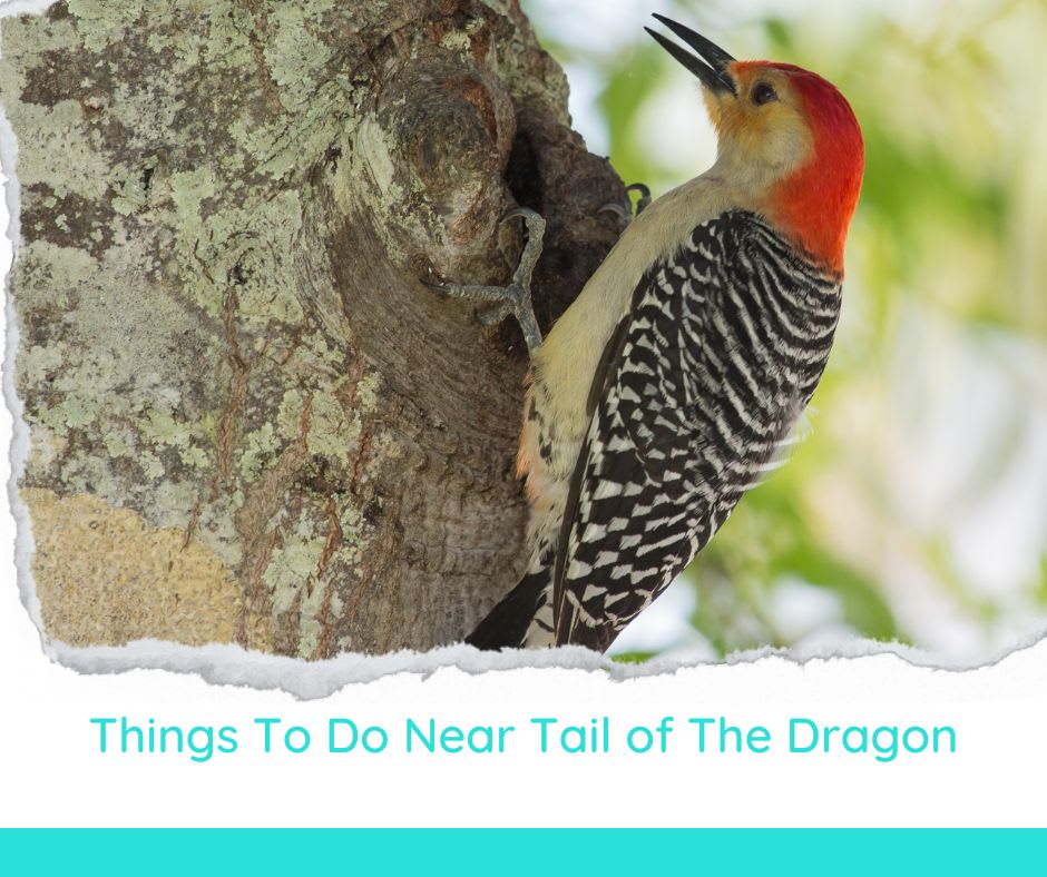 Things To Do Near Tail of The Dragon.jpg