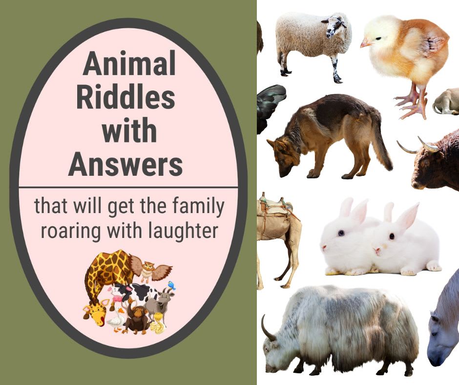 Animal Riddles for kids Animal Riddles for kids