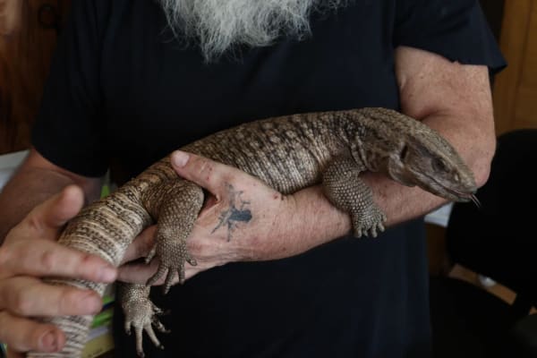 Savannah Monitor Lizard