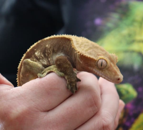 Crested Gecko