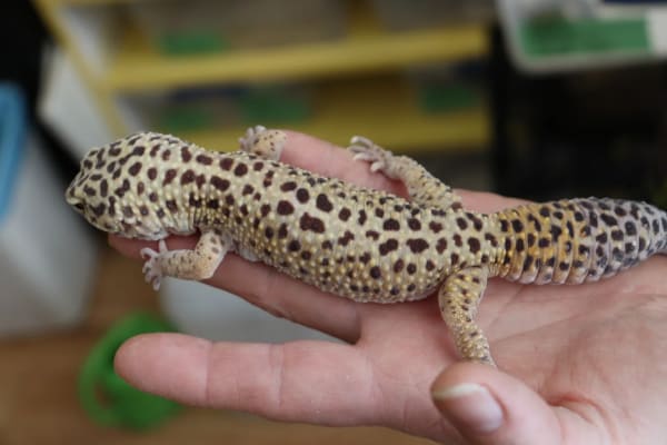 Leopard Gecko
