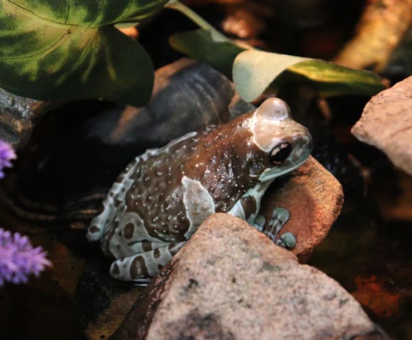 Milk Frogs