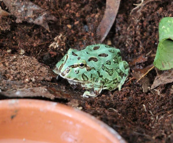 Pacman Frog