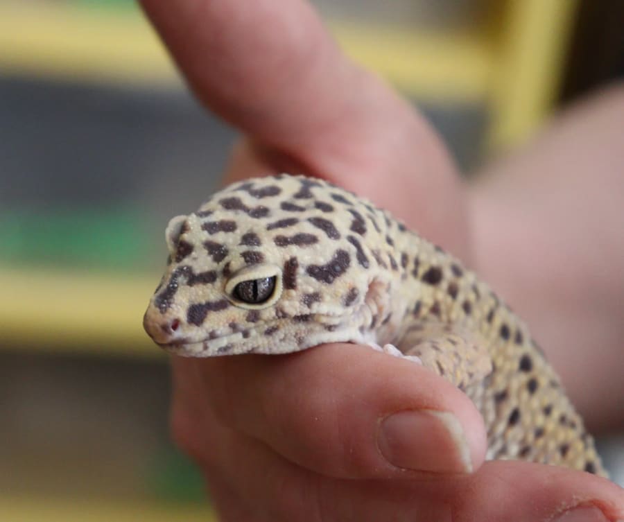 Leo