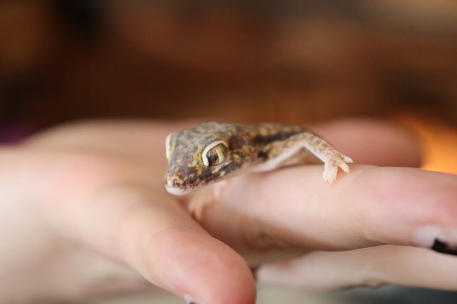 Sand Gecko Colony