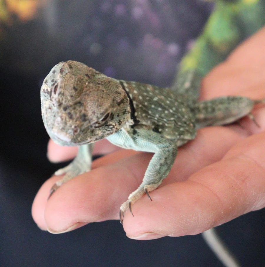 Rex