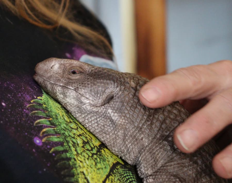 Little Foot