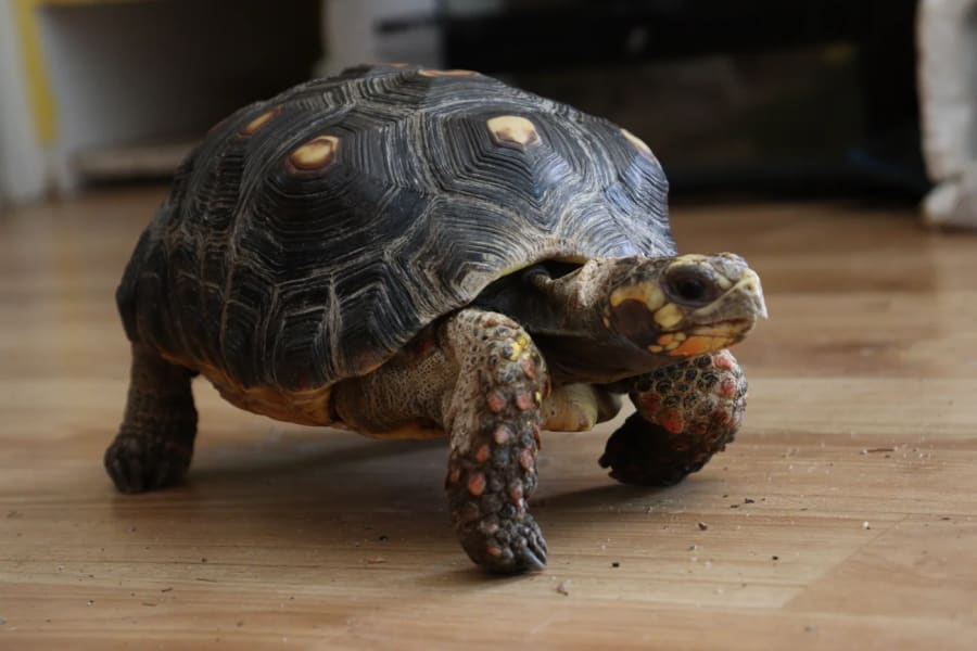 Franklin
