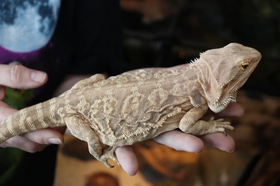 Bearded Dragon