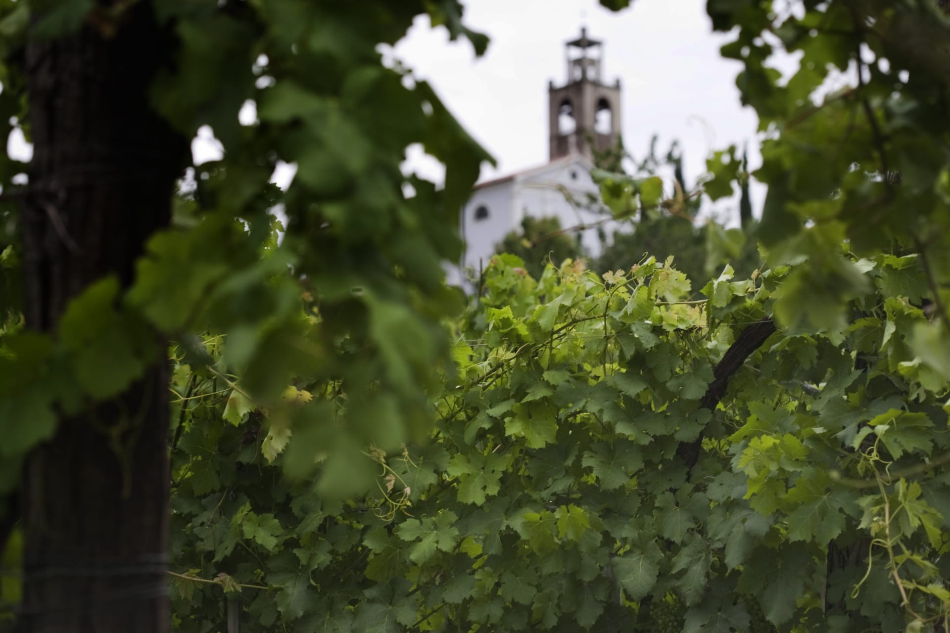 Silveri vinograd