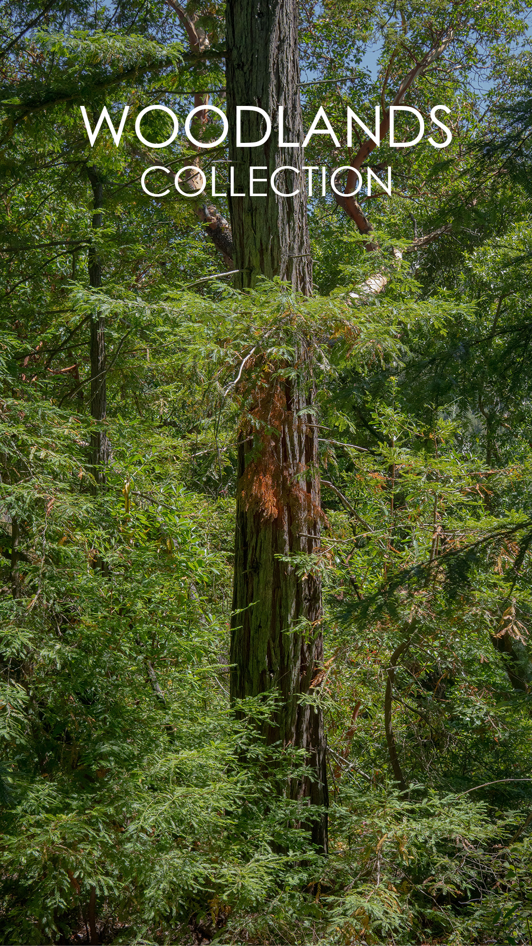 Woodlands Collection Image