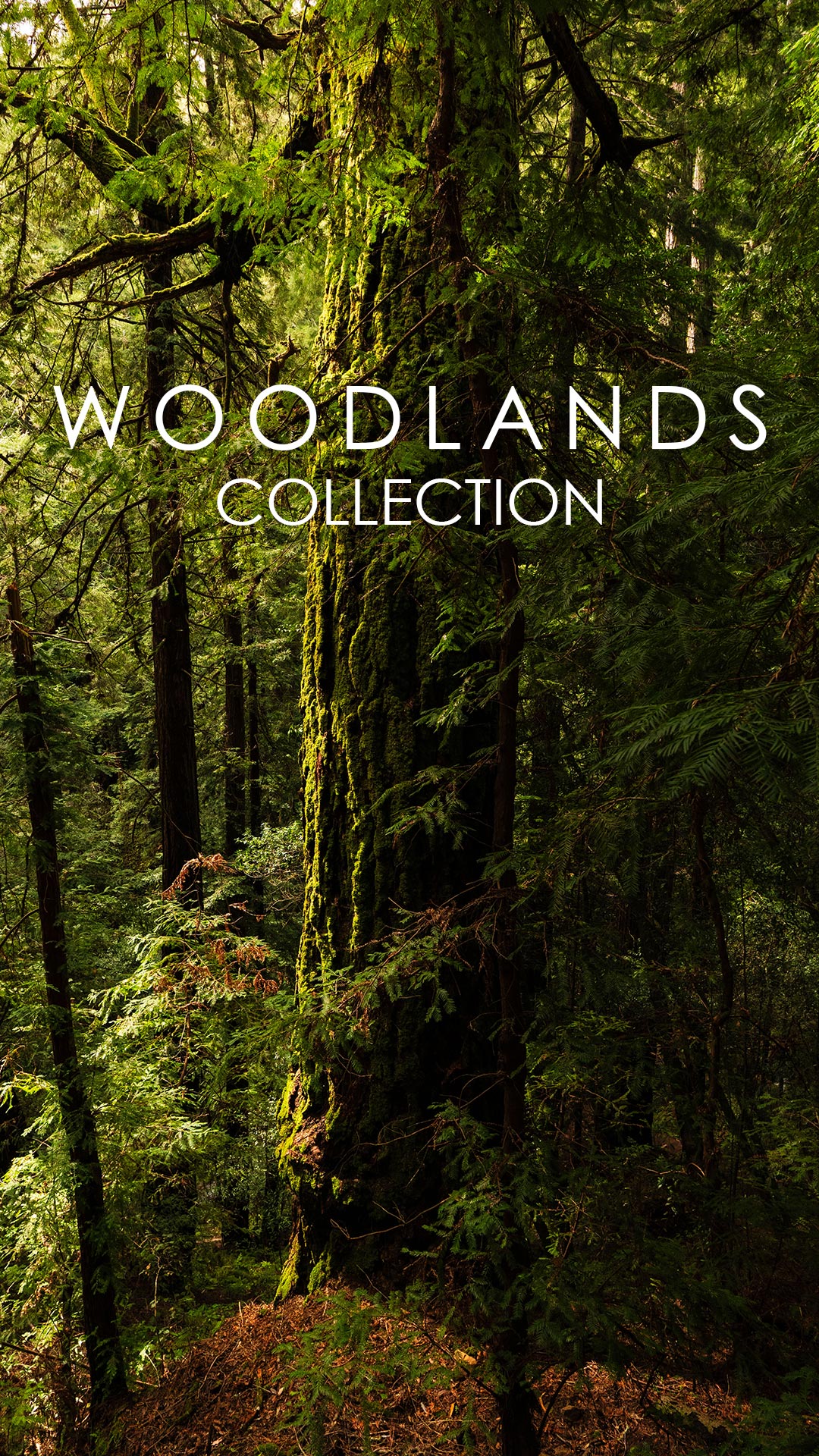 Woodlands Collection Image