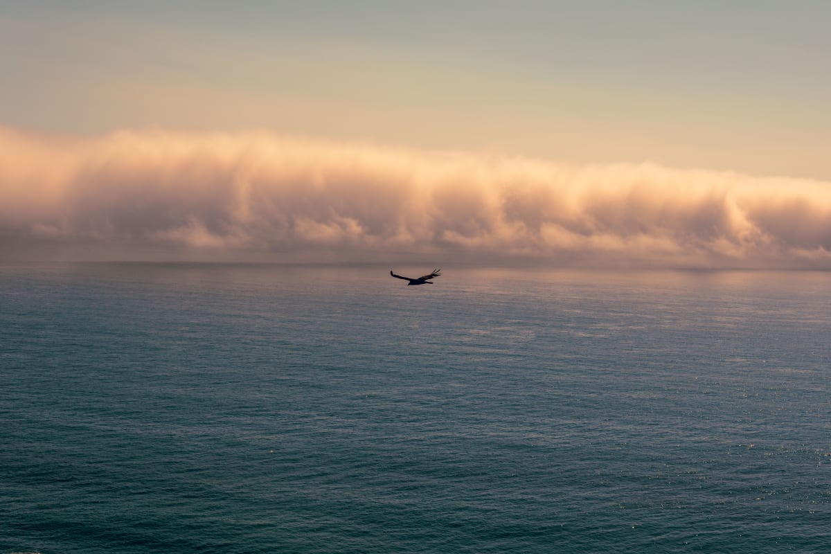 Hawk over the Sea