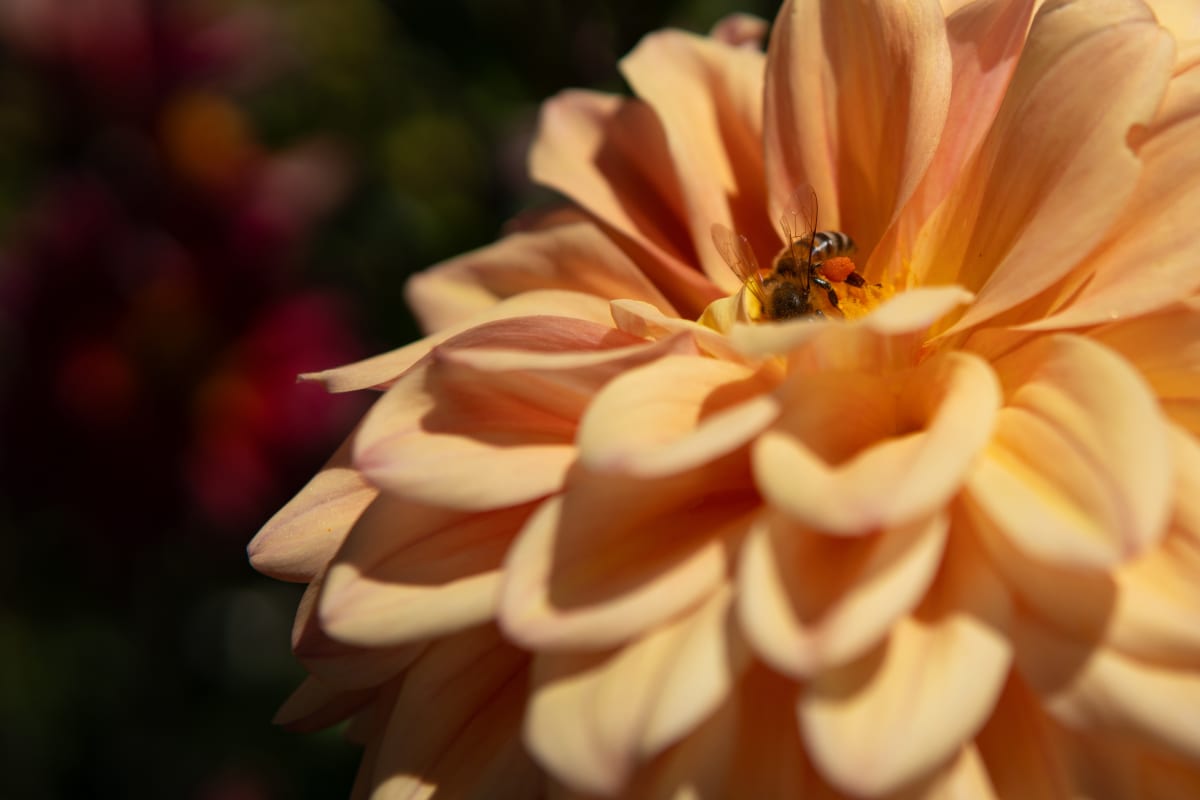 The Labor of a Honeymaker