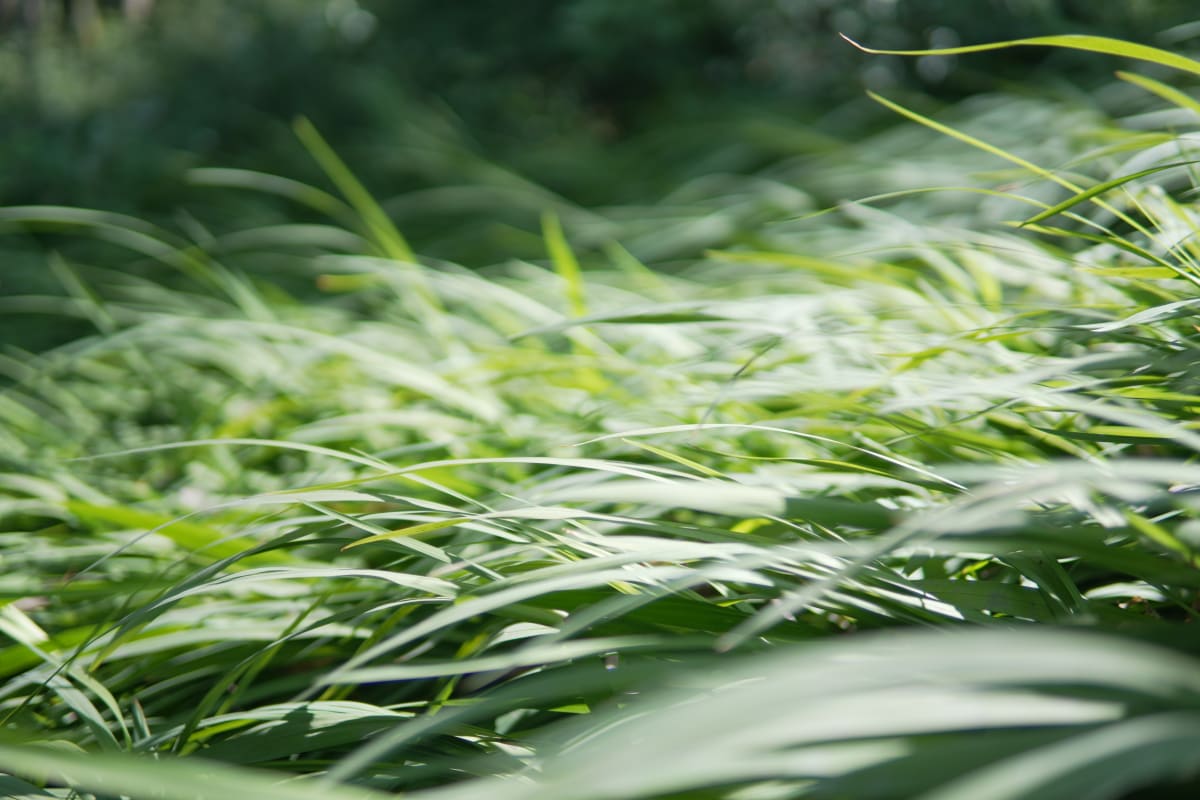 Blades of Grass