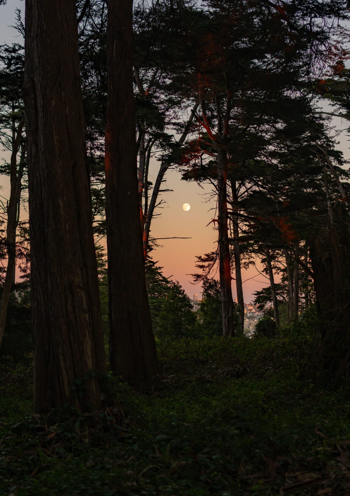 Forest Moonset