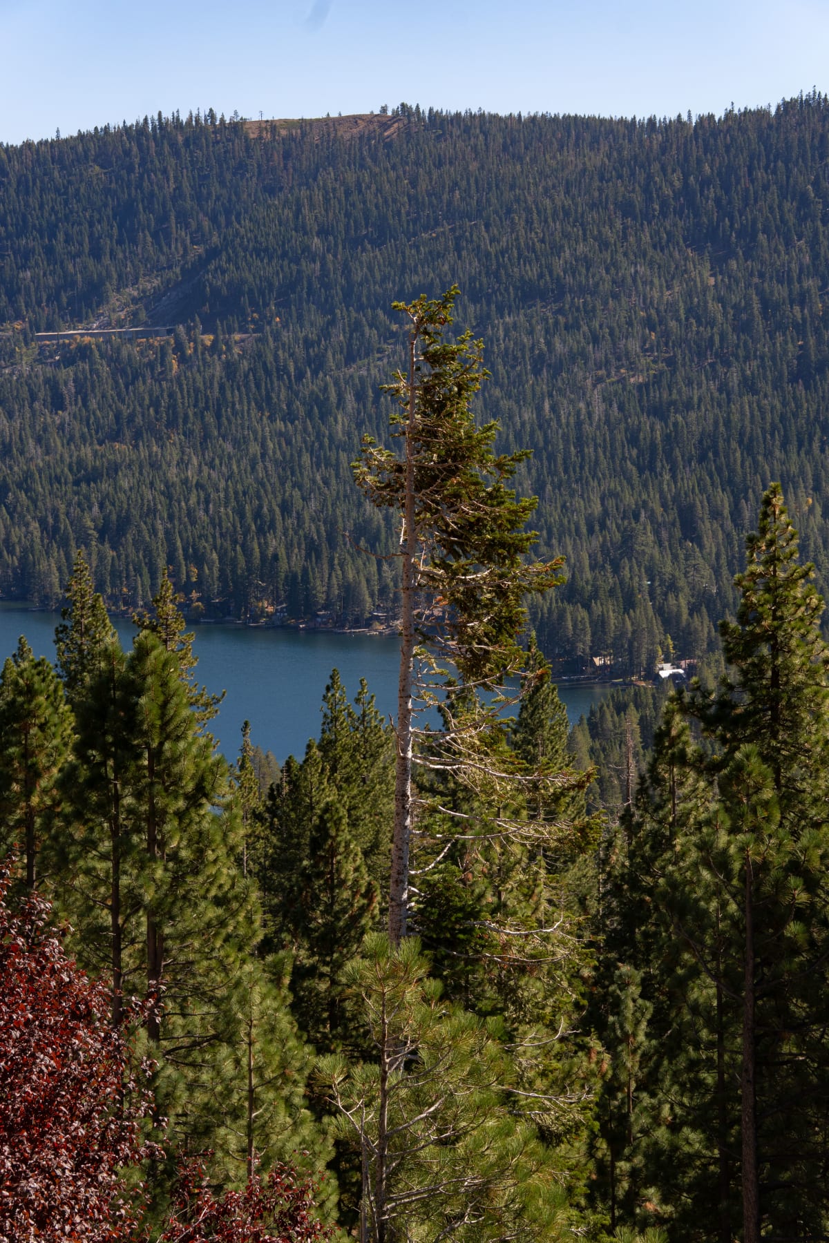 Tree in the Mountains