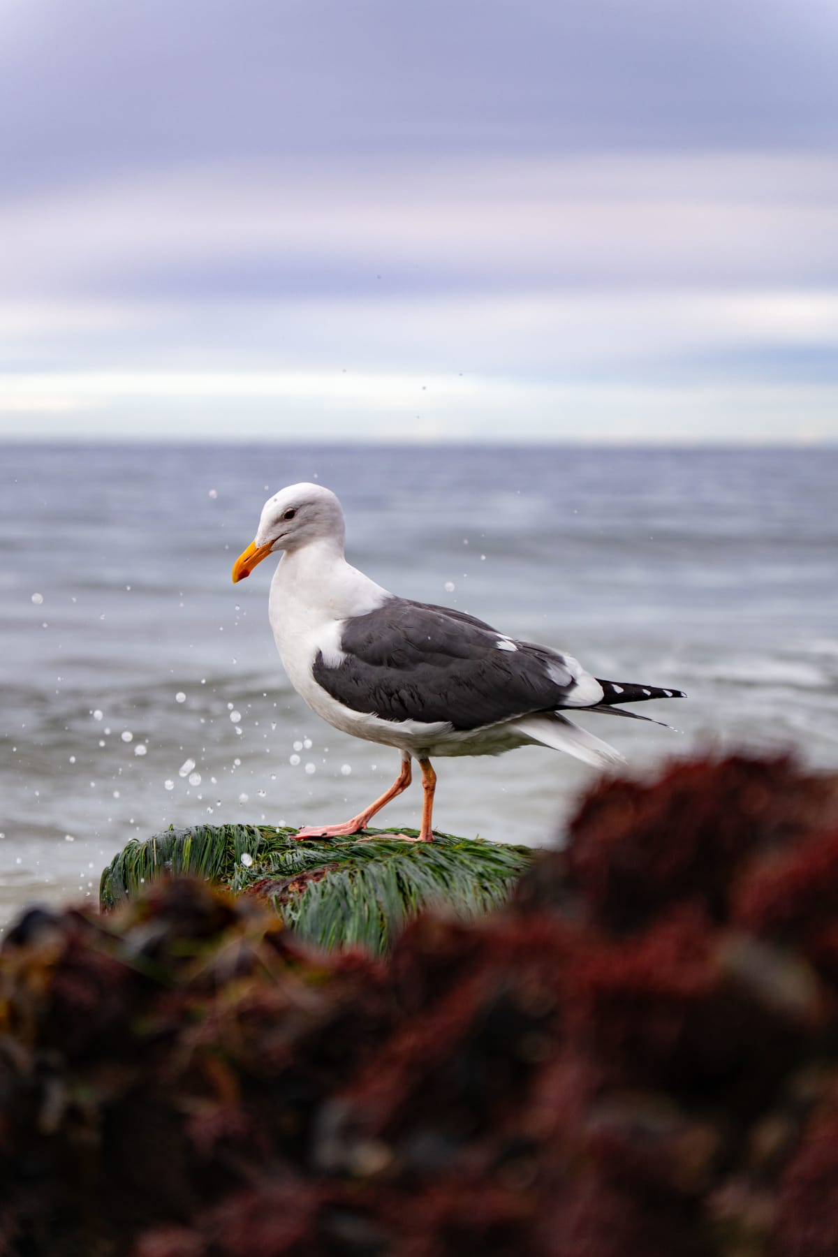 Seagull Posing