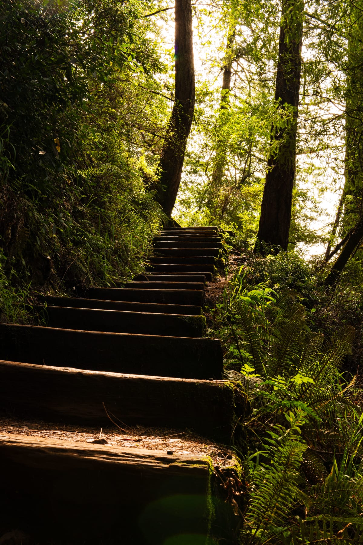 Forest Staircase