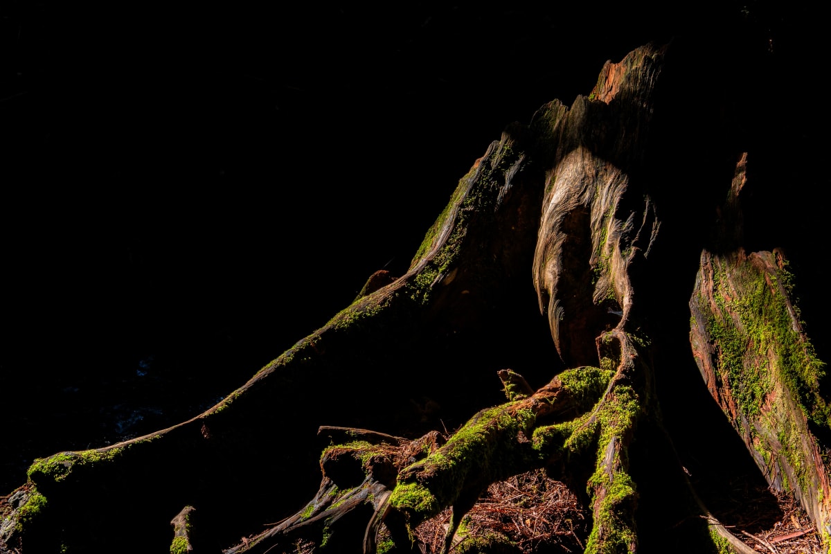 Roots