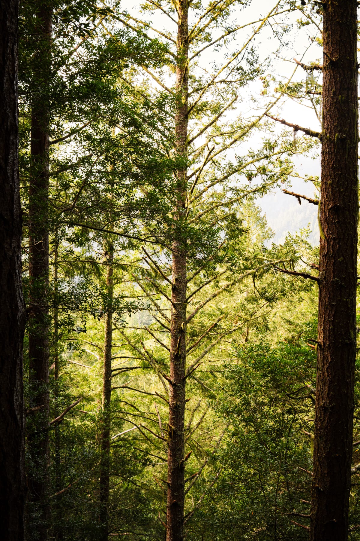 Trees