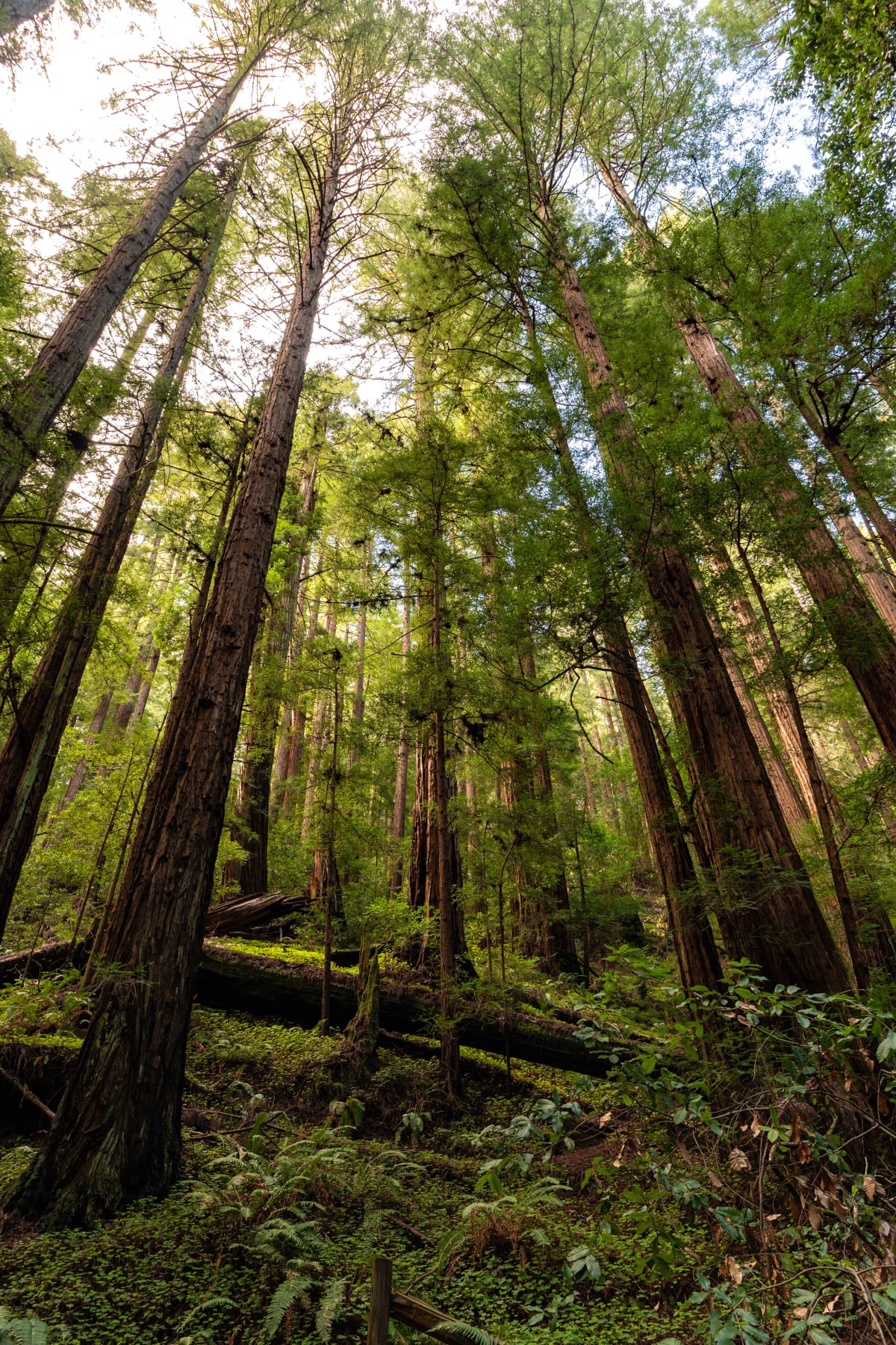 Muir Woods