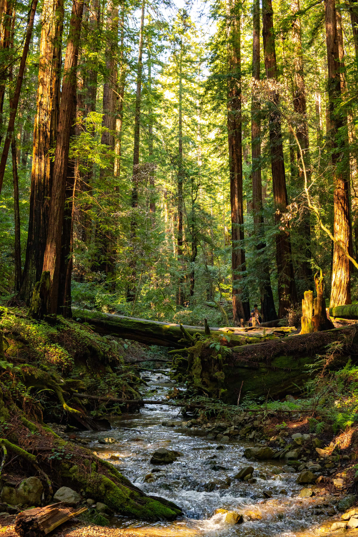 Muir Creek