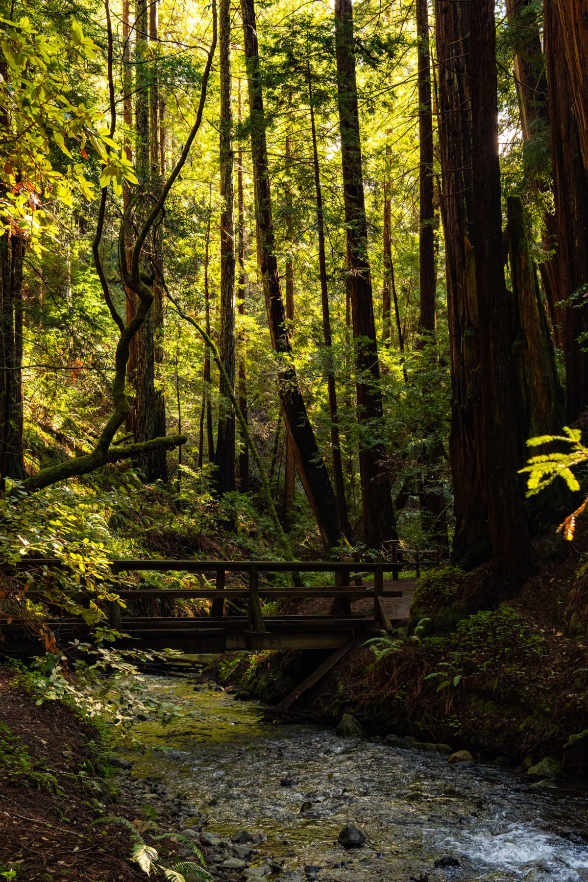 Creek Bridge
