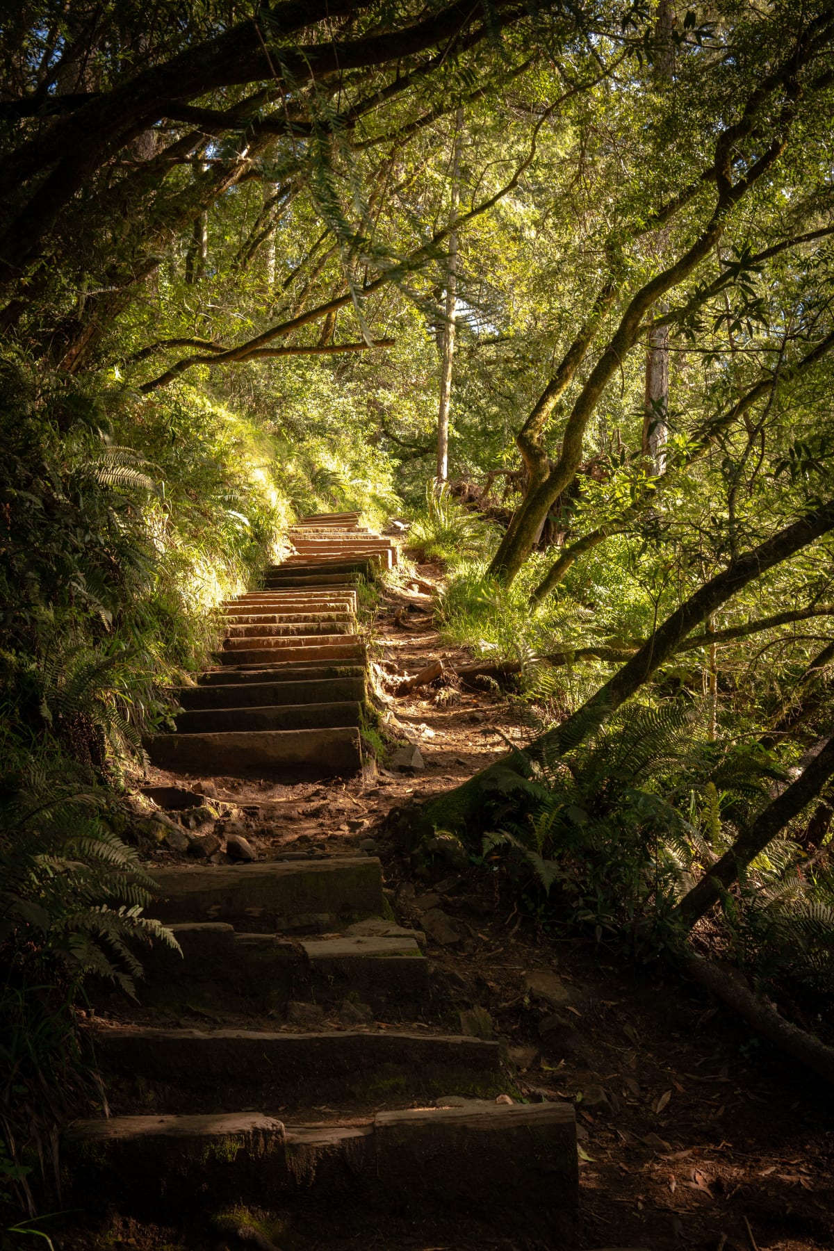 Stairs Through Trees