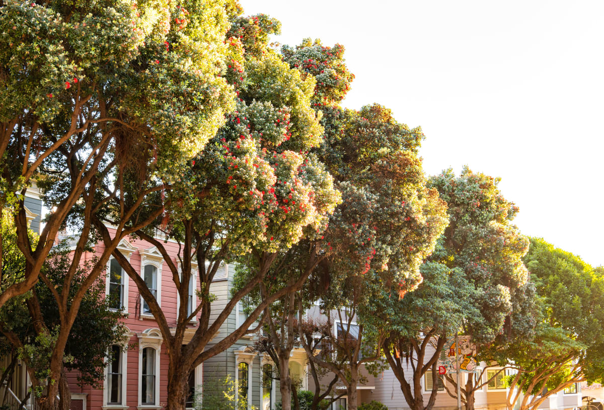 Victorian Tree Line