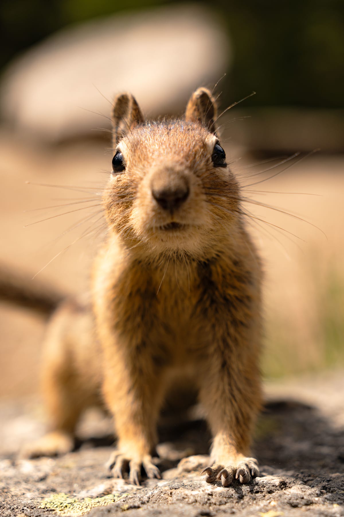Curious Chipmunk
