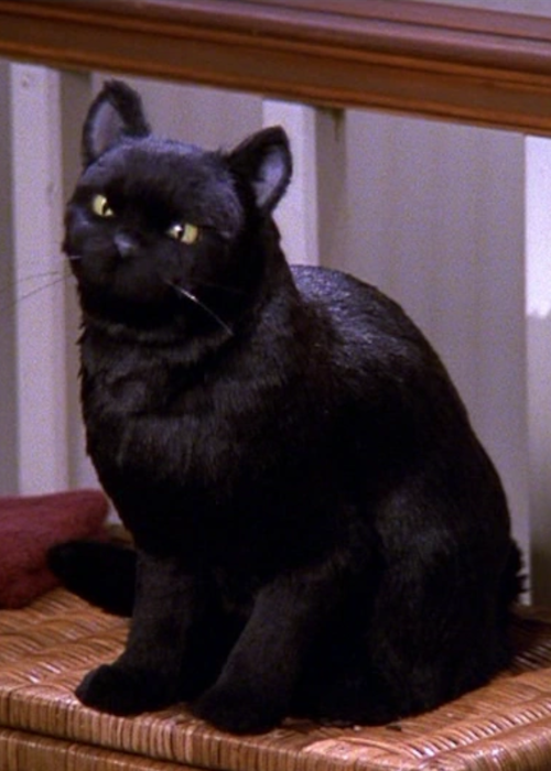 Salem The Cat Card