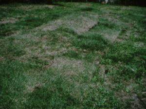 Ana Mendieta
