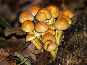 setas-hongos