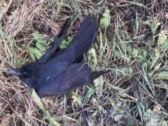 В Ливенском районе произошла массовая гибель диких животных и птиц