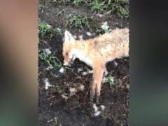 Специалисты подтвердили массовую гибель животных на Орловщине