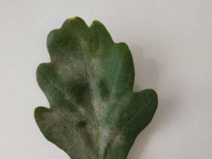 В Орле деревья при попустительстве чиновников массово поражают опасные болезни