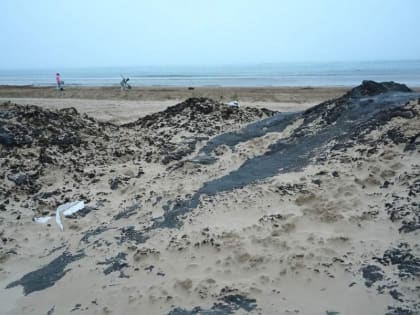 В Госдуме предложили временно запретить вылов рыбы в Чёрном и Азовском морях