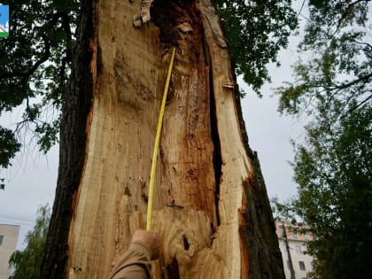 Орловские ботаники решили судьбу расколовшегося 162-летнего дуба